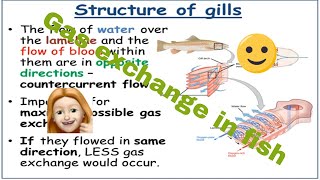 Gas exchange in fish AQA AS level [upl. by Dodi]