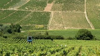 Chablis France • Private Wine Tasting and Tour of Chablis [upl. by Nref]