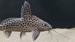 Synodontis eupterus synodontis aquarium fishroomcatfish [upl. by Vesta]