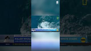 Orca takes down great white shark on camera [upl. by Ahtera]