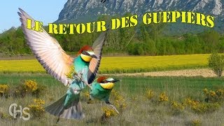 Le Guêpier dEurope Documentaire👍 [upl. by Slinkman139]