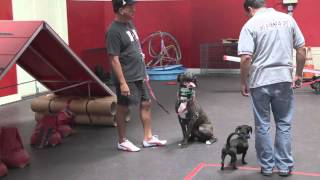 Well Mannered Dog Training Tips with Remote Collar  Dog Training Episode 3  SitMeansSitcom [upl. by Bluefarb931]