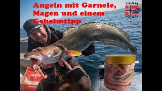 Angeln mit Garnele Magen und einem Geheimtipp in Norwegen [upl. by Ludewig]