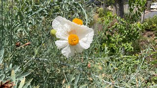 Matilija poppies growing planting potting in San Diego California with Growing San Diego [upl. by Gar]