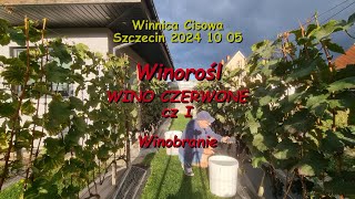 WINOROŚL  WINO CZERWONE cz I winobranie  Winnica Cisowa 2024 10 05 [upl. by Mukerji]