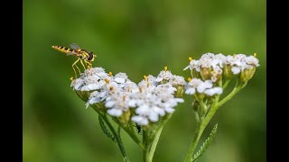 01 Spagyrik PHYLAK Achillea millefolium Schafgarbe [upl. by Gairc]