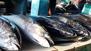 Live 08 July 24 ‼️🔥 Cutting Fresh Yellowfin Tuna at the fish market Sorong Papua Indonesia [upl. by Roger]