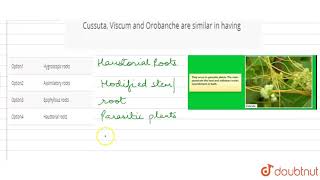 Cussuta Viscum and Orobanche are similar in having [upl. by Dacey]