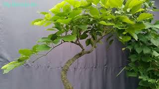 pongamia pinnata trimming for canopy devlopment [upl. by Cowen]