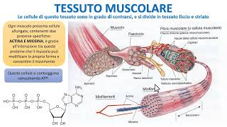 IL TESSUTO MUSCOLARE IN 2 MINUTI [upl. by Garneau]