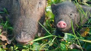 baby pigletsanimals pigs [upl. by Semyaj79]