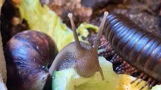 Achatschnecke beim Gurke fressen 🐌🥒 [upl. by Norling996]