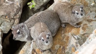 The eerier call of the Rock Hyrax Dassie [upl. by Teryn]