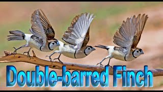 Doublebarred Finch  a documentary in the wild [upl. by Arand]