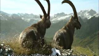 Graubünden Steinböcke Bergsommer mit Untertiteln [upl. by Gannes]