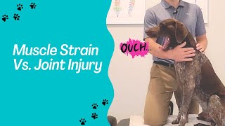 Muscle Strain Vs Joint Injury in Dogs  How to Tell The Difference [upl. by Pierpont]