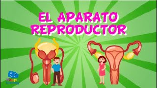 EL APARATO REPRODUCTOR  Videos Educativos para Niños [upl. by Enirol158]