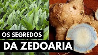 ZEDOARIA A PLANTA QUE PROTEGE O FÍGADO [upl. by Yror]