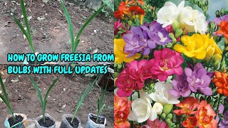 HOW TO GROW FREESIA FROM BULBS WITH COMPLETE UPDATES [upl. by Ecila]