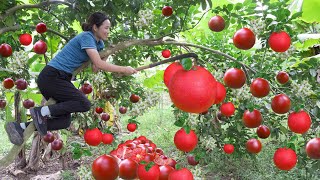 Harvest rare red Pomelos Fruit cook Pomelo sweet soup Go to the market to sell Phuong  Harvesting [upl. by Peacock552]