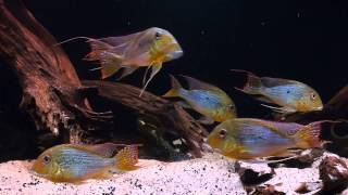 South American Biotope  Geophagus altifrons [upl. by Arolf]