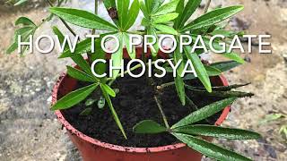 How To Propagate Choisya How To Take Cuttings Of Choisya Get Gardening [upl. by Einnoj352]