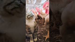 funny and cute cats shortvideo shorts [upl. by Tobey]