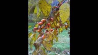 quotszukisquot American persimmon  Diospyros virginiana [upl. by Infeld]