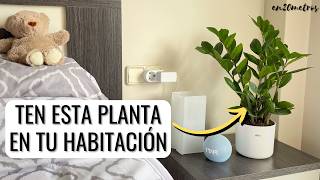 CUIDADOS y CURIOSIDADES de las ZAMIOCULCAS beneficios y feng shui  en20metros [upl. by Ardnasxela]