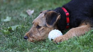 Training Airedale Terriers for Search and Rescue Missions [upl. by Fayre]