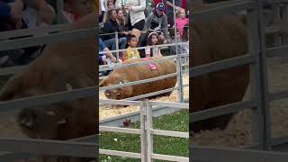 GUILFORD FAIR 2024  PIG 5 STEALS SHOW RACE WAS OVER GUINESS Book Delayed on TRACK  Comedy [upl. by Rheims]