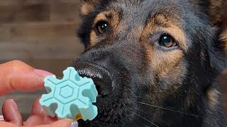 Holiday Snowflake Cookies For Dogs Recipe [upl. by Ez]