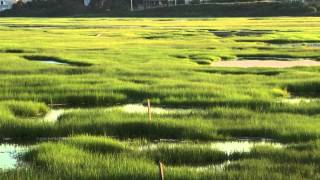 Intro to Salt Marshes [upl. by Oidacra]