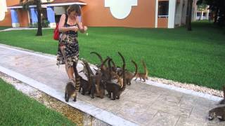 Feeding coatis in Mexico [upl. by Lledrev]