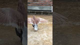 pigeons mating activity pigeon kalapati viralshorts shortvideo racerpigeon pet [upl. by Politi14]