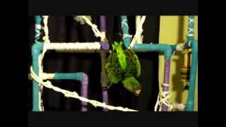 Monarchos  Play Gym Antics Jardines Parrot [upl. by Athiste]