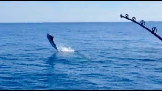 Amazing jumping Sailfish  Stuart Florida fishing with live bait [upl. by Derek500]