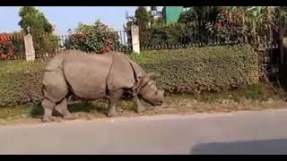 Dog scared by a rhino [upl. by Bhatt]