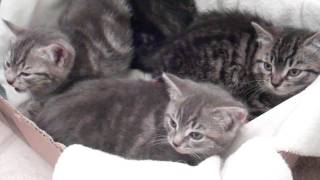 Hissing kittens sound like SNAKES Cutest feral kittens [upl. by Anital]