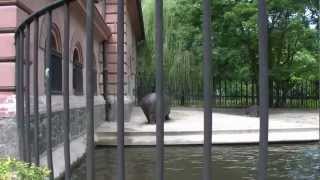 Wrocław Zoo Poland Hippopotamus  Hipopotam nilowy [upl. by Aikcin]