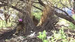 Western Bowerbirds [upl. by Amalee]