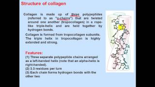 Biochemistry Second  dr sameeh  Protein 3  Classification of proteins [upl. by Bully]