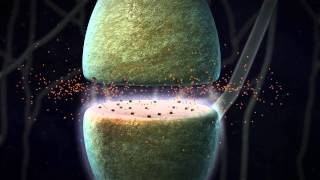 Chemical Synapse Animation [upl. by Esinart]