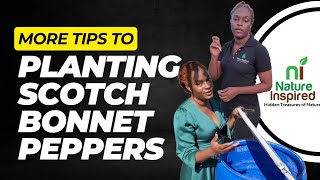 More Tips To Plant Scotch Bonnet Peppers in Jamaica [upl. by Annoyi483]