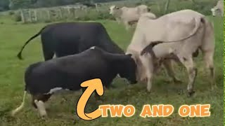 A match between two cows and one cow cow bull [upl. by Cordova925]