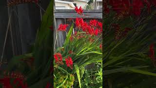 Crocosmia In Blooms [upl. by Rosalee877]