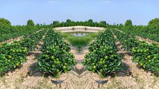 Como tener plantas enanas de limón con mucha flor y frutos [upl. by Castara]