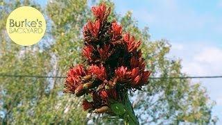 Burkes Backyard Doreanthes amp Gymea Lily [upl. by Samira]