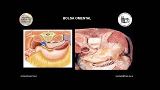 E3  Bolsa Omental  Anatomía 2  FMed UBA [upl. by Ynohtn]