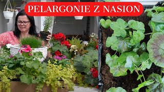 JAK SIAĆ PELARGONIE UPRAWA PELARGONII Z NASION CO SIAĆ W LUTYM [upl. by Eiramac]